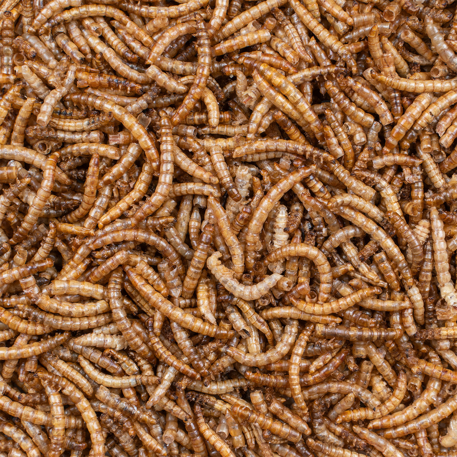 Produktansicht - Beyers - Deli Nature Mehlwürmer