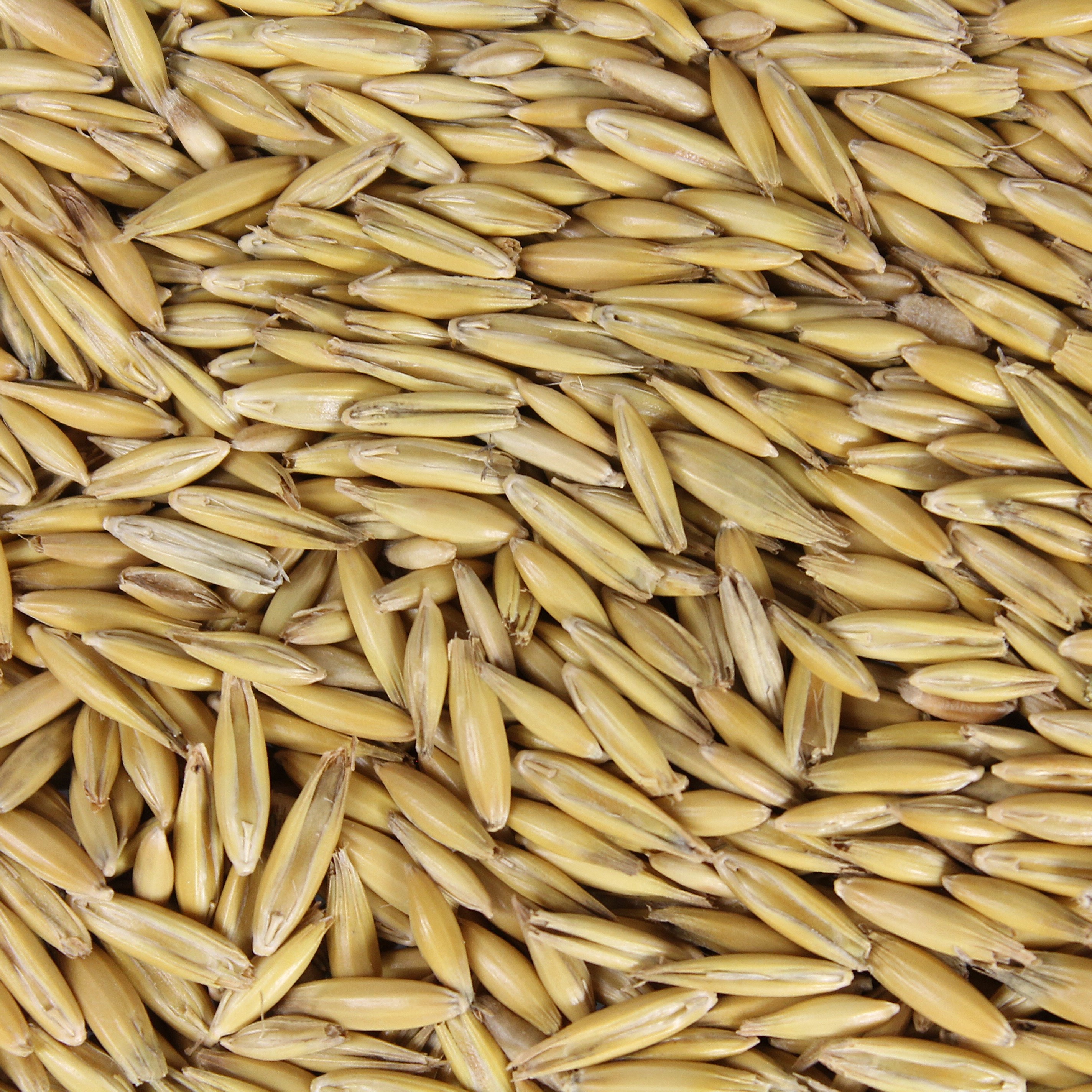 Einzelfuttermittel für Pferde als Energie und Protein Lieferant