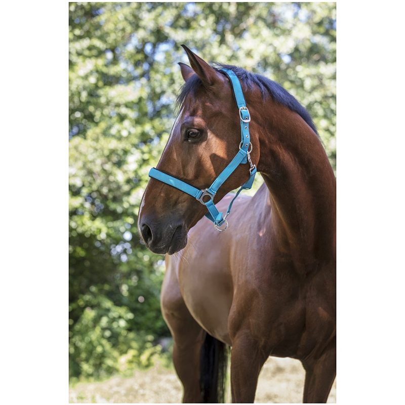 NORTON Halfter Fluo blau
