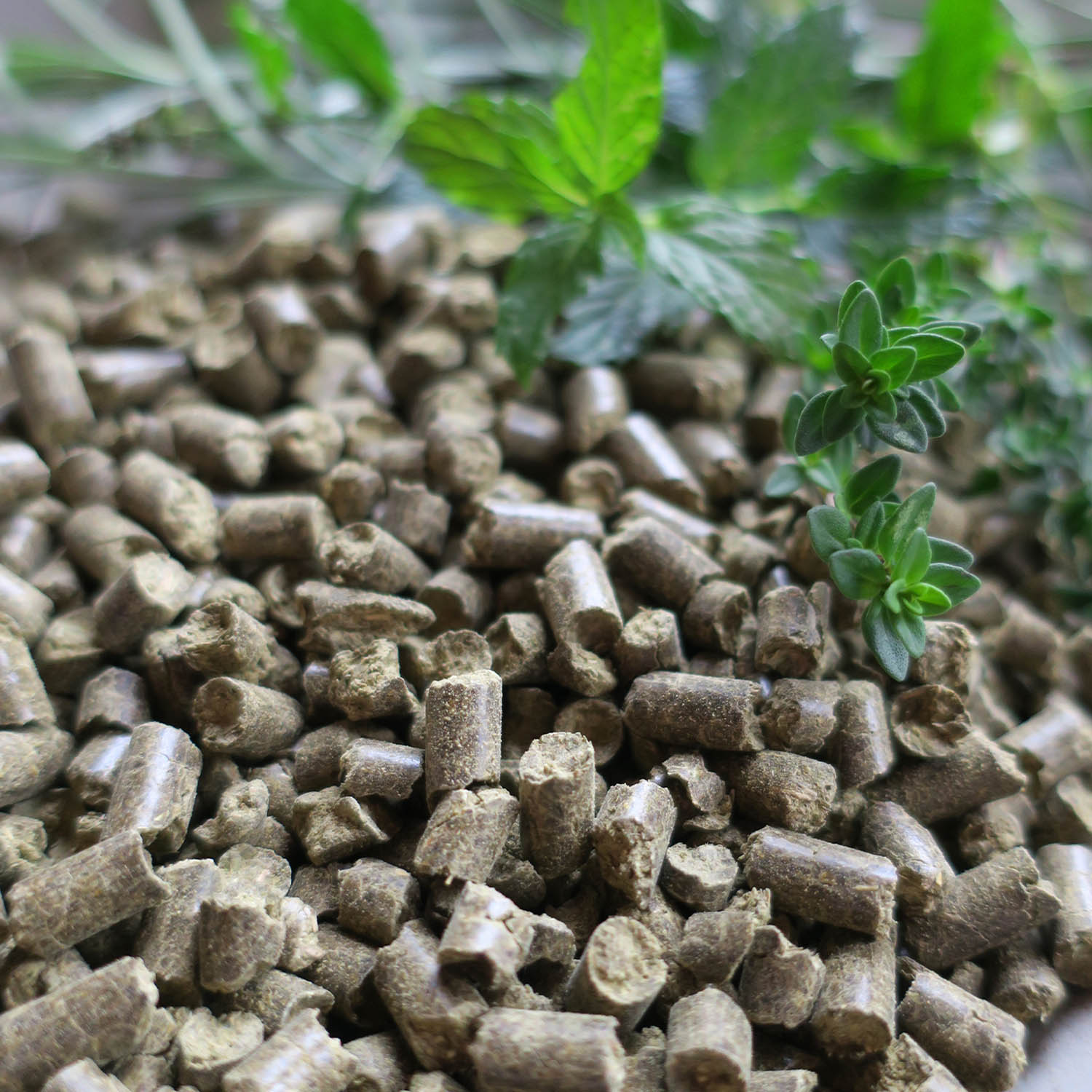 Produktansicht - Eohippos - Herbal Allstars